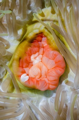 Picture of INDONESIA, PAPUA, CENDERAWASIH BAY ANEMONE