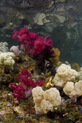 Picture of INDONESIA, PAPUA, RAJA AMPAT COLORFUL REEF