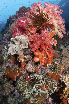 Picture of INDONESIA, PAPUA, SE MISOOL FISH AND CORAL