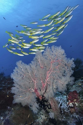 Picture of INDONESIA, PAPUA, SE MISOOL FISH AND CORAL