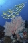 Picture of INDONESIA, PAPUA, SE MISOOL FISH AND CORAL