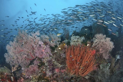 Picture of INDONESIA, PAPUA, SE MISOOL FISH AND CORAL