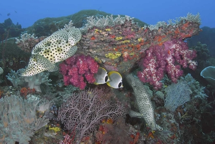 Picture of INDONESIA, PAPUA, SE MISOOL FISH AND CORAL