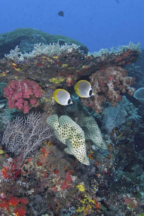 Picture of INDONESIA, PAPUA, SE MISOOL FISH AND CORAL