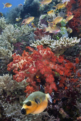 Picture of INDONESIA, PAPUA, SE MISOOL FISH AND CORAL