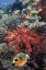Picture of INDONESIA, PAPUA, SE MISOOL FISH AND CORAL