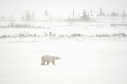 Picture of CANADA, CHURCHILL POLAR BEAR WALKING ON TUNDRA