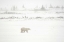 Picture of CANADA, CHURCHILL POLAR BEAR WALKING ON TUNDRA