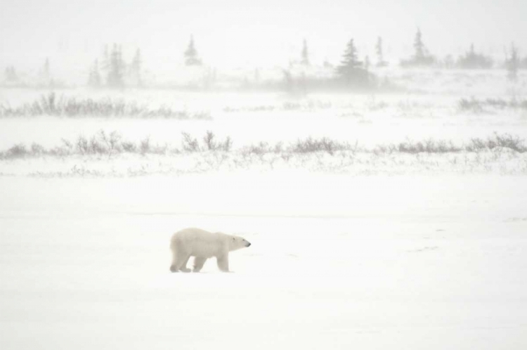 Picture of CANADA, CHURCHILL POLAR BEAR WALKING ON TUNDRA