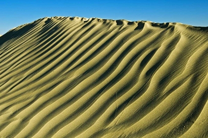 Picture of CANADA, GREAT SAND HILLS PATTERN IN SAND DUNES