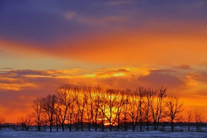 Picture of CANADA, ALTONA TREES AT SUNRISE ON THE PRAIRIE