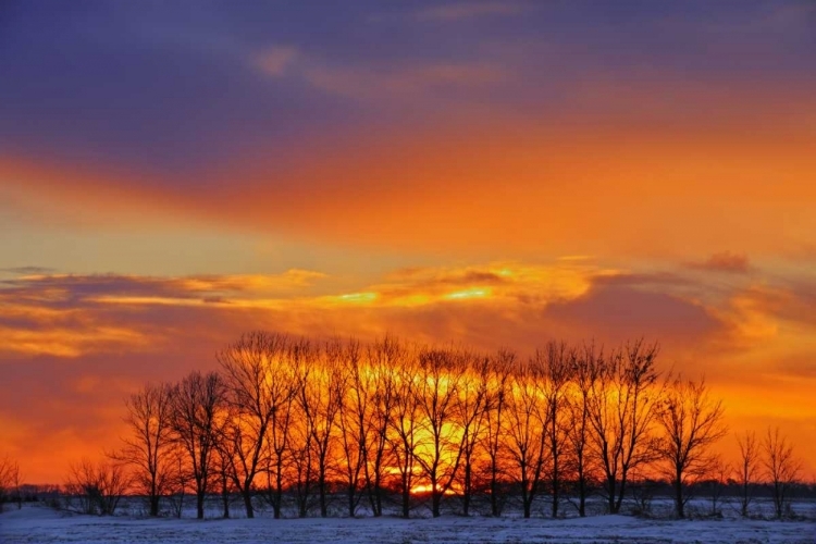 Picture of CANADA, ALTONA TREES AT SUNRISE ON THE PRAIRIE