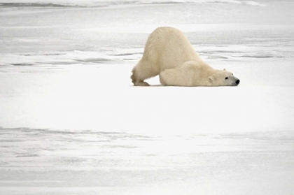 Picture of CANADA, CHURCHILL POLAR BEAR SCRATCHING ITSELF
