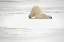 Picture of CANADA, CHURCHILL POLAR BEAR SCRATCHING ITSELF