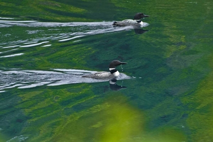 Picture of CANADA, ONTARIO COMMON LOONS ON KILLARNEY LAKE
