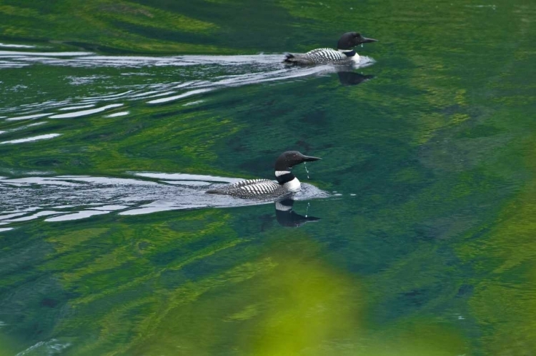 Picture of CANADA, ONTARIO COMMON LOONS ON KILLARNEY LAKE