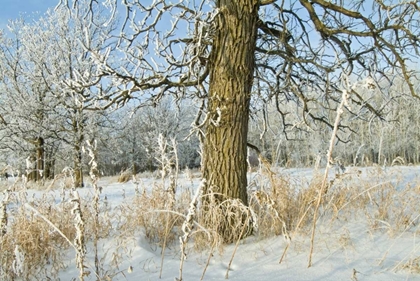 Picture of CANADA, WINNIPEG HOARFROST AT SEINE RIVER EDGE