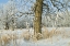 Picture of CANADA, WINNIPEG HOARFROST AT SEINE RIVER EDGE