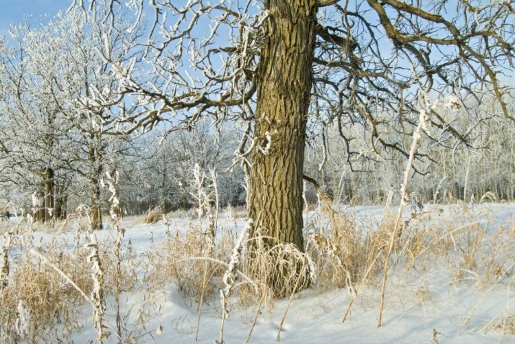 Picture of CANADA, WINNIPEG HOARFROST AT SEINE RIVER EDGE