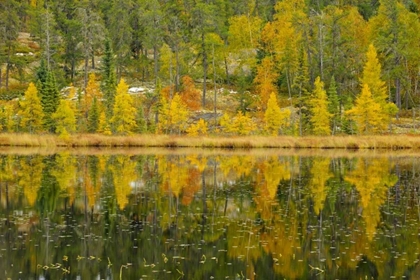 Picture of CANADA, WHITESHELL PP LARCH TREES BY LILY POND