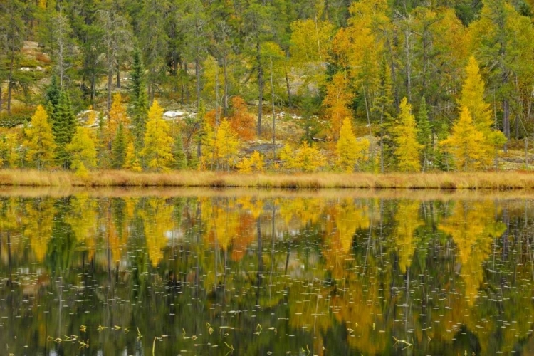 Picture of CANADA, WHITESHELL PP LARCH TREES BY LILY POND