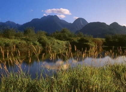 Picture of CANADA, PITT ADDINGTON WILDLIFE MANAGEMENT AREA