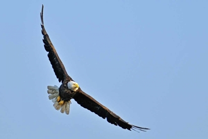 Picture of CANADA, ONTARIO, EAR FALLS BALD EAGLE IN FLIGHT