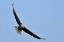 Picture of CANADA, ONTARIO, EAR FALLS BALD EAGLE IN FLIGHT