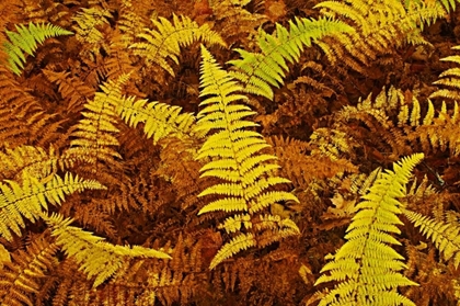 Picture of CANADA, ONTARIO, BAYSVILLE WOOD FERNS IN AUTUMN