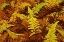 Picture of CANADA, ONTARIO, BAYSVILLE WOOD FERNS IN AUTUMN