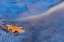 Picture of CANADA, ONTARIO, ROSSEAU RIVER, OAK LEAF ON ROCK