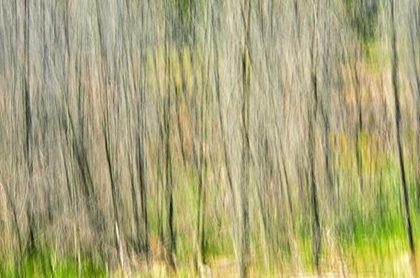 Picture of CANADA, MANITOBA, NOPIMING PP ABSTRACT OF TREES