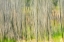 Picture of CANADA, MANITOBA, NOPIMING PP ABSTRACT OF TREES