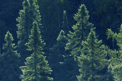 Picture of CANADA, ALGONQUIN PP BLACK SPRUCE TREES BACKLIT