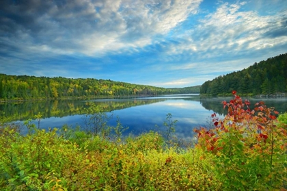 Picture of CANADA, ALGONQUIN PP LANDSCAPE OF COSTELLO LAKE