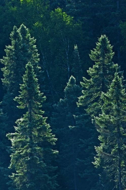 Picture of CANADA, ALGONQUIN PP BLACK SPRUCE TREES BACKLIT