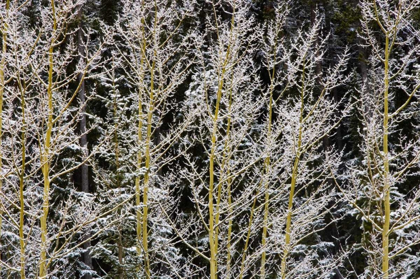 Picture of CANADA, BC, MT ROBSON PP HOARFROST ON ASPENS