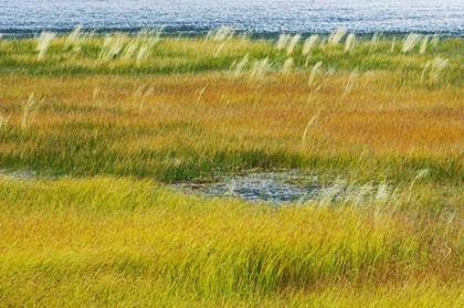 Picture of CANADA, ALBERTA, JASPER NP GRASSES IN A WETLAND