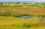 Picture of CANADA, ALBERTA, JASPER NP GRASSES IN A WETLAND