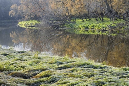 Picture of CANADA MANITOBA FALL ON SHORE OF LASALLE RIVER