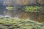 Picture of CANADA MANITOBA FALL ON SHORE OF LASALLE RIVER