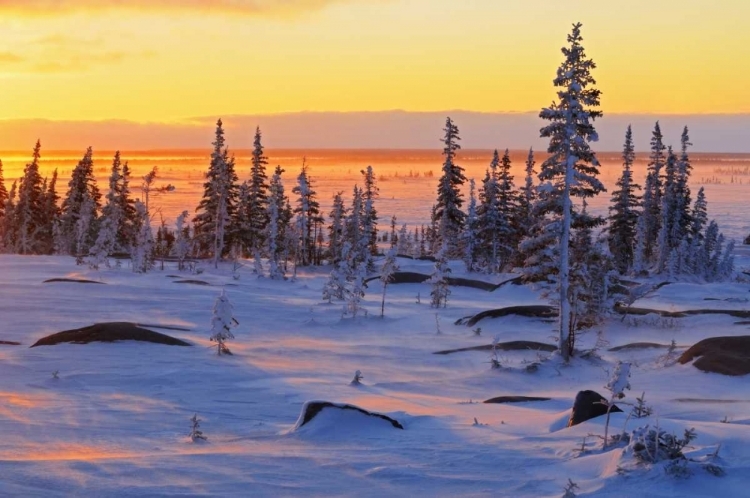 Picture of CANADA, CHURCHILL, HUDSON BAY SUNRISE ON TUNDRA