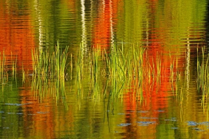 Picture of CANADA, BAYSVILLE CATTAILS AND FALL REFLECTIONS