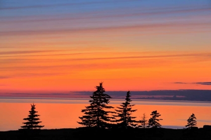 Picture of CANADA, WEST CAPE TREES ON PRINCE EDWARD ISLAND