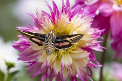 Picture of COLORADO WHITE-LINED SPHINX MOTH FEEDS ON FLOWER