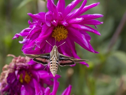 Picture of COLORADO WHITE-LINED SPHINX MOTH FEEDS ON FLOWER
