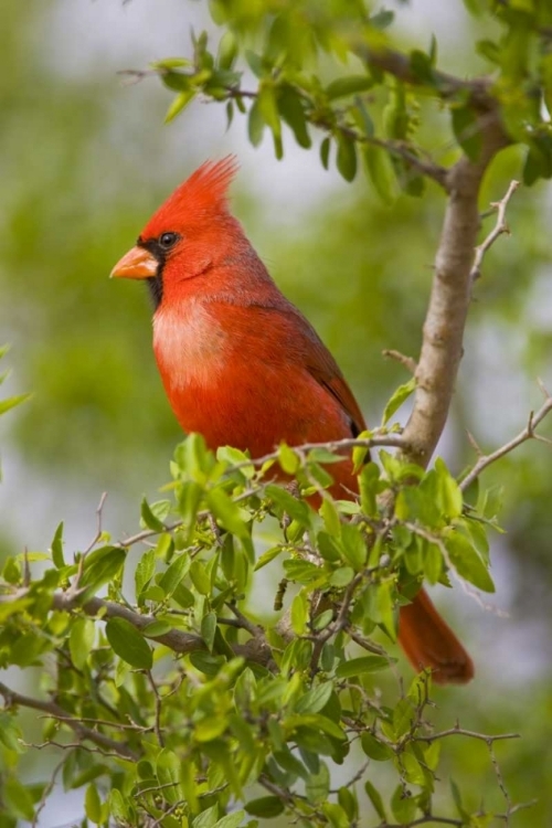 Picture of TEXAS, MISSION, NORTHERN CARDINAL PERCHED IN TREE