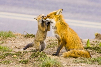 Picture of CO, BRECKENRIDGE RED FOX MOTHER WITH PLAYFUL KIT