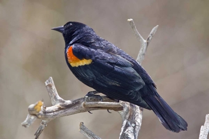 Picture of CO, FRISCO PORTRAIT OF MALE RED-WINGED BLACKBIRD