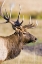 Picture of CO, ROCKY MTS BULL ELK WITH FULL RACK OF ANTLERS